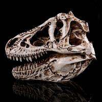 JAPAN โมเดล หัวกะโหลกไดโนเสาร์ Dinosaur Tyrannosaurus Rex วัสดุ เรซิ่น ไทแรนโนซอรัส Skull กะโหลกผี ฮาโลวีน Halloween โครงกระดูก.