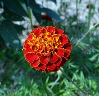 เมล็ด ดอกดาวเรืองฝรั่งเศส  French Marigold  ซองละ 29 บาท