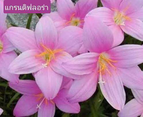 บัวดิน-สีชมพูเลือกได้-บัวดินโรเซีย-บัวดินแกรนดิฟลอร่า-บัวดินรักแรก-บัวดินสีชมู-หัวบัวดิน