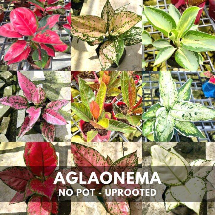 AGLAONEMA | Live Plant | Imported from Thailand (1/2) | Lazada PH