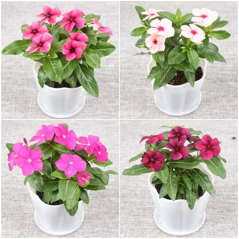 [High Quality Easy To Grow Seeds] 35pcs Potted Vinca Seeds Assorted Mix