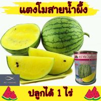 เมล็ดพันธุ์แตงโมสายน้ำผึ้ง ขนาด 40 กรัม ปลูnได้ 1ไร่ ปลูกง่าย โตเร็ว เมล็ดพันธุ์ เมล็ดผลไม้