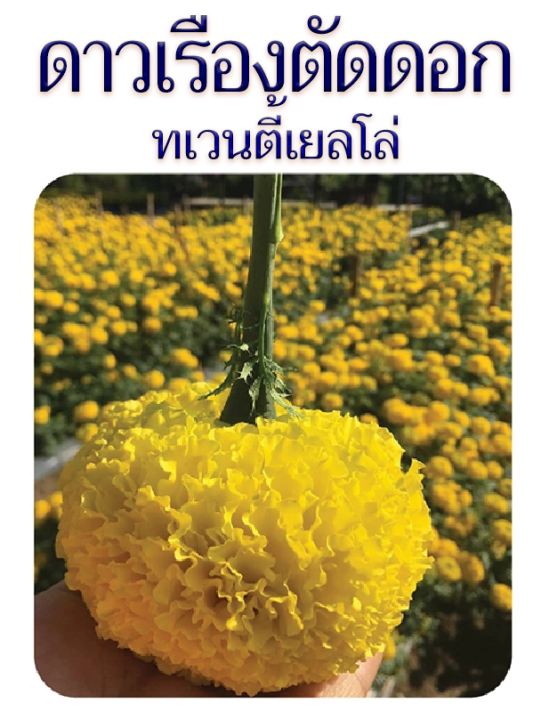 เมล็ดพันธุ์ดาวเรืองตัดดอก-ทเวนตี้เยลโล่-1000-เมล็ด-ดอกใหญ่-ให้ผลผลิตสูง-สำหรับตัดดอกจำหน่าย-ร้อยมาลัย-ใส่แจกัน-จำหน่ายโดย-ร้าน-dddorchids