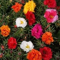 เมล็ดพันธุ์ แพรเซี่ยงไฮ้ กุหลาบ เซี่ยงไฮ้ Moss Rose Seeds ดอกใหญ่ นำเข้าจากต่างประเทศ พร้อมคู่มือ เมล็ดสด ใหม 5เมล็ด