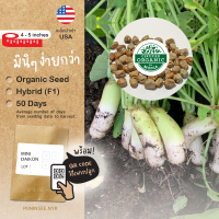 เมล็ดผักนำเข้า หัวไชเท้าจิ๋ว Mini Daikon (Organic Seed) ไช้เท้าญี่ปุ่น