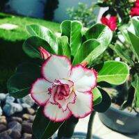 2 เมล็ด เมล็ดพันธุ์ ชวนชม สายพันธุ์ Embelia สีขาว Bonsai Desert Rose Adenium Seed กุหลาบทะเลทราย ราชินีทะเลทราย บอนไซ มีคู่มือปลูก