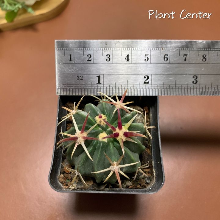 plants-center-พร้อมส่ง-richu-กระบองเพชร-แคคตัส-เฟโรแคคตัส-หนามแดง-cactus-ferocactus-peninsulae-latispinus-seeding-ไม้เมล็ด