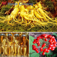 เมล็ดพันธุ์ โสมเกาหลี (Panax Ginseng) ราชาสมุนไพรแห่งเอเชีย (10เมล็ด)