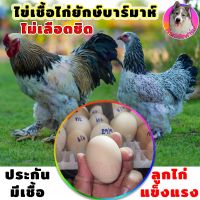 ไข่เชื้อ ไก่บราม่า (สีขาวไลท์เกรดสวย 3 ฟอง)ไก่ยักษ์ Brahma ประกันเชื้อและแตก 100% เก็บทุกวัน ไม่เลือดชิด สวยแข็งแรงพ่อแม่คัดพันธุ์มาดี