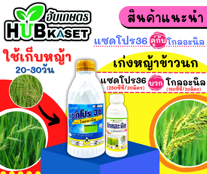 ชุดเก็บหญ้า-แซดโปร36-โกลอะนิล-1ลิตร-500ซีซี-โพรพานิล-อะนิโลฟอส-เก่งหญ้าข้าวนก