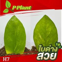 ?สินค้าขายดี? [H7ด่างหลังชัด(มีราก)]กวักมรกตด่าง #ZAMIOCULCAS ZAMIFOLIA 100%  #ไม้ฟอกอากาศ #ไม้ใบ #ไม้มงคล