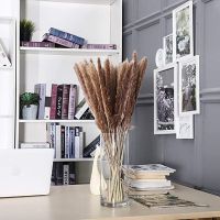 【cw】 15Pcs Pampas 18Tall Dried Pompous Pompass Branches for Vase Arrangement Wedding Whit ！