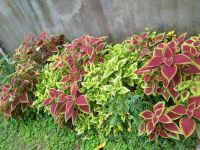 50 เมล็ด เมล็ดพันธุ์ ฤาษีผสม Coleus Seed อัตรางอก 80-90%