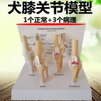 Dog knee joint model simulation bone ligament function pathological changes of pet dog ear skin heart kidney