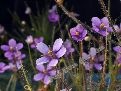 เมล็ดพืชกินแมลง Byblis liniflora seeds (rainbow plants) 20 เมล็ด พร้อมคู่มือการเพาะเมล็ด((เมล็ดแท้100%))