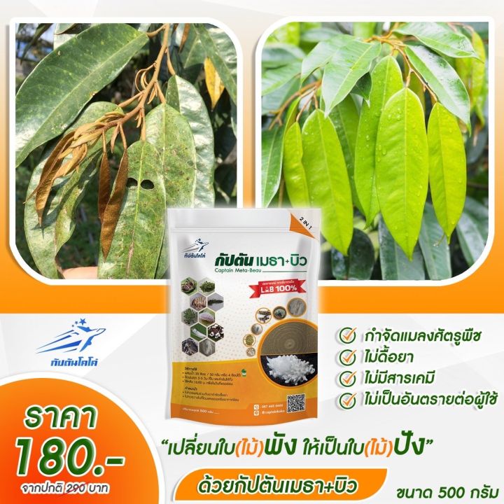 ซื้อ1เเถม1-ไตรโคเดอร์มา-ของเเท้100-กัปตันไตรโค-กัปตันเมธาบิว-500-กรัม-ฆ่าโรคเชื้อราเเละยากำจัดแมลงบิวเวอร์เรีย-เมธาไรเซียม-ปลอดภัย-2ซอง