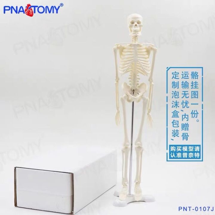 simulation-model-of-whole-body-skeleton-skeleton-skeleton-spine-small-removable-bending-medical-teaching-yoga-bonesetting