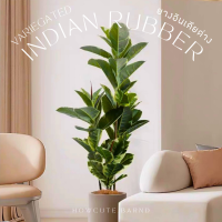 [PRE15วันค่ะ]?Variegated Indian Rubber (ยางอินเดียด่าง) งานเหมือนจริง ฟอร์มกิ่งและใบสวยมาก มินิมอลมาก แต่งบ้านสวยสุดๆ TREE