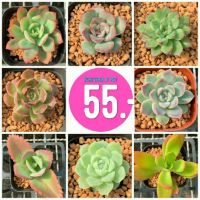 ( Pro+++ ) คุ้มค่า กุหลาบหินนำเข้า กระถาง 3 นิ้ว ขนาดต้น 3 เซนติเมตร 1 ต้น G Succulents Super Sale Medium Set 2 ราคาดี พรรณ ไม้ น้ำ พรรณ ไม้ ทุก ชนิด พรรณ ไม้ น้ำ สวยงาม พรรณ ไม้ มงคล