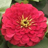 Mixed Red Zinnia Flower (100 seeds)ดอกบานชื่นสีแดง (100 เมล็ด)