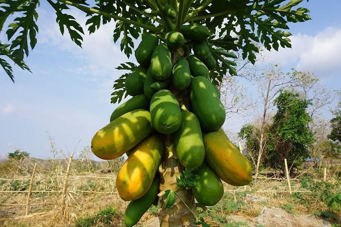 เมล็ดพันธุ์มะละกอฮอลแลนด์-นิยมทานสุก-รสชาติหวาน-พร้อมวิธีการปลูก-ฟรี-5-เมล็ด