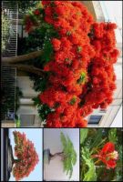 28 เมล็ด เมล็ดพันธุ์ หางนกยูงฝรั่ง ดอกสีส้ม Flame Tree, Flamboyant, Royal Poinciana seeds