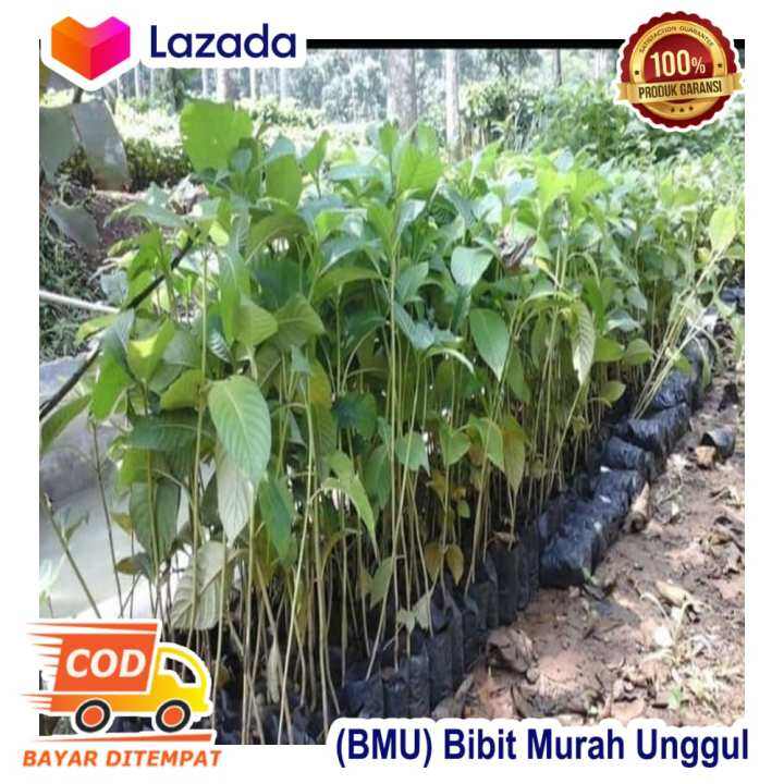 Bibit Tanaman Pohon Kayu Jabon Merah Lazada Indonesia