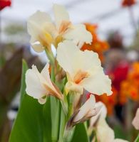 15 เมล็ดพันธุ์ เมล็ด เมล็ดพันธุ์ พุทรักษาแคระCanna Lily Seed อัตราการงอก 80-85%