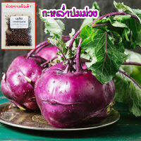 โคราบีม่วง Kohlrabi กะหล่ำปมสีม่วง ปลูกผัก สวนครัว พันธุ์แท้ 100% ปลูกต่อได้ นำเข้าจากต่างประเทศ (10 แถม1 คละได้)