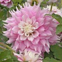 1 หัว/ชุด รักเร่ Dahlia Bulb สายพันธุ์ Gitts Perfection หัวรักเร่ ดอกไม้ หัวหน่อ เหง้า นำเข้า เนเธอร์แลน หัวสดใหม่