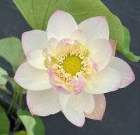 5 เมล็ดพันธุ์ บัว สายพันธุ์ HIGHEST VIRTUE LOTUS สีขาว เพาะปลูกและเก็บเมล็ดในไทย ขยายพันธุ์ในไทยได้ สายพันธุ์นิยมปลูกที่สุดในโลก