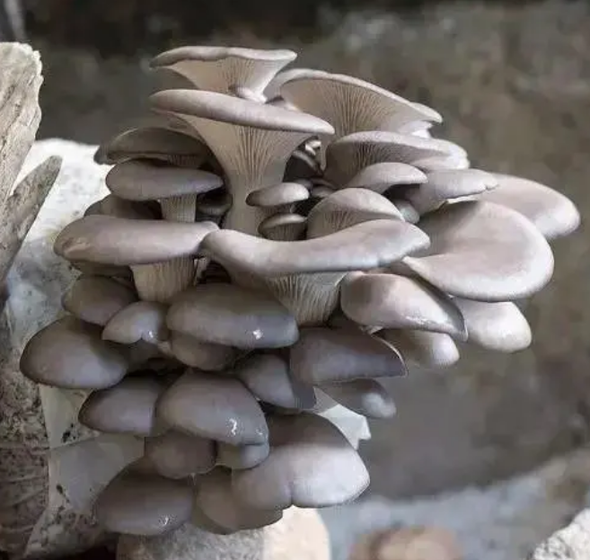 oyster mushroom seeds/vegetable seeds Lazada PH