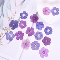 60pcs PurpleBlue Pressed Dried Phlox Drummondii Flower Plant Herbarium For Jewelry Bookmark Phone Case Invitation Card Craft