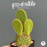 หูกระต่ายสีส้ม Opuntia Microdasys ไม้อวบน้ำ กุหลาบหิน cactus&amp;succulent