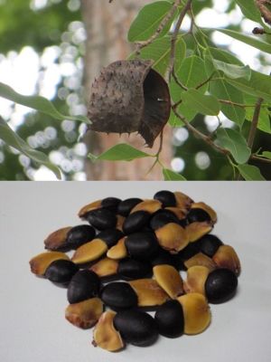 เมล็ดมะค่าแต้ หรือมะค่าหนาม ไม้ป่าเศรษฐกิจ เนื้อไม้สวย (100 เมล็ด)