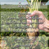 เมล็ดพันธุ์ บีทชูการ์ (ทำน้ำตาล)  เมล็ด Sugar Beet seed เมล็ดพันธุ์แท้ นำเข้าจากต่างประเทศ ปลูกง่าย โตไว พืชผัก [ไม่ใช่พืช! เป็นเมล็ดพันธุ์] [คลังสินค้าจุด][ขายตรงจากโรงงาน][ของแท้อย่างเป็นทางการ][โปรโมชั่นลดราคา][50 เมล็ดพันธุ์][เมล็ดผลไม้][เมล็ดพันธุ์ผั