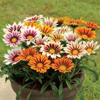 เมล็ดพันธุ์ ดอกกาซาเนีย คละสี (Gazania Flower Mix Seed) บรรจุ 20 เมล็ด คุณภาพดี ราคาถูก ของแท้ 100%