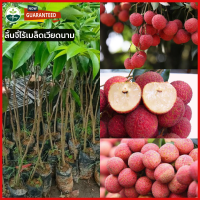 ลิ้นจี่พันธุ์ไร้เมล็ดเนื้อหนา รสหวาน ต้นกล้าสูง 70-80 ซม.