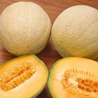 เมล็ดพันธุ์ เมล่อน ฮันนี่ร็อค (Honey Rock Melon Seed) บรรจุ 40 เมล็ด คุณภาพดี ราคาถูก ของแท้ 100%