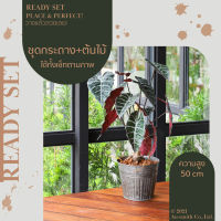 Homequarterbkk-Lively Set-Alocasia ต้นอโลคาเซีย ชุด เซท เซ็ทพร้อมโชว์ ของตกแต่งบ้าน ต้นไม้ปลอม พร้อมกระถางสังกะสีลายพลีท ราคาต่อ 1 ชุด