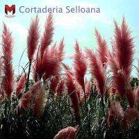 พันธุ์หญ้าCortaderia Selloana สีแดง(100เมล็ด)ดอกไม้หายาก