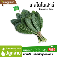 เมล็ดพันธุ์ คะน้าจูราสสิก 100เมล็ด อัตราการงอก95% ปลูกง่าย เมล็ดคุณภาพ เก็บไว้ได้1ปี (แถมฟรี!!!เมล็ดผัก)