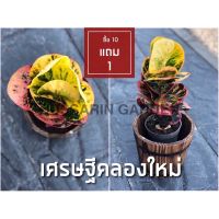 ต้นโกสนพันธุ์ เศรษฐีคลองใหม่ ไซส์เล็ก กระถาง 5 สูง 15-20 เซนติเมตร ซื้อ 10 แถม 1  (จัดส่งแบบถอดกระถาง+รับประกันสินค้า)