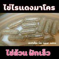 จัดโปร ไข่ไรแดงมาโคร(แคปซูล) Moina rocopa เพียงพอสำหรับเป็นหัวเชื้อ เลี้ยงด้วยน้ำเขียวคลอเรลลา หรืออาหารสำเร็จรูปได้ ลดราคา อาหาร ปลา อาหารปลาคราฟ อาหารปลากัด อาหารปลาสวยงาม