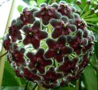 20 เมล็ดพันธุ์ Home Plant Seed โฮย่า กล้วยไม้โฮย่า สกุลนมตำเลีย (Hoya) มีดอกหอม ให้ดอกตลอดปี ชอบแสงแดดครึ่งวัน อากาศถ่ายเท อัตราการงอกของเมล็ด 80-85%