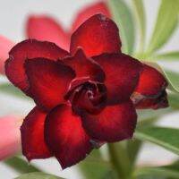 5 เมล็ด เมล็ดพันธุ์ ชวนชม ลูกผสมไฮบริด สายพันธุ์ rubra สีแดง กุหลาบทะเลทราย Desert Rose Adenium seed ราชินีบอนไซ ปลูกง่ายมาก รีบสะสม