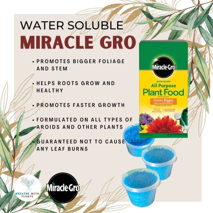 Miracle Gro Rose Plant Food for Bigger More Beautiful Roses / All
