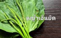 หญ้าเอ็นยืด เมล็ดพันธุ์หญ้าเอ็นยืด Reater Plantain Seeds บรรจุ 10 เมล็ด  10 บาท