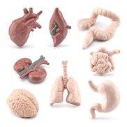 Con người thân cơ thể cơ quan thu nhỏ Giải Phẫu Cơ quan mô hình giáo dục