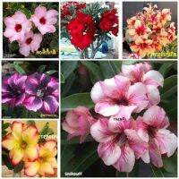 12 เมล็ด เมล็ดพันธุ์ Garden Plant ชวนชม สายพันธุ์ฮอลแลนด์ คละสี Adenium Seed กุหลาบทะเลทราย Desert Rose ราชินีบอนไซ อัตราการงอก 80-90% มีคู่มือปลูก